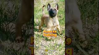 🐕‍🦺Belgian Malinois K9 Performance and Training Differences dog dogtraining malinois k9 [upl. by Ahsenre572]