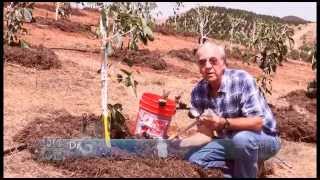 How to Install a Tensiometer in an Avocado Grove [upl. by Swanson26]