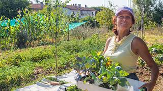 LAVORI di metà LUGLIO nellORTO Semine e trapianti👩‍🌾 [upl. by Ginelle]