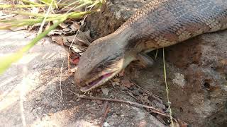 Wild Blue Tongue Lizard feeding [upl. by Inaleon302]