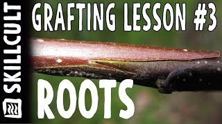 Grafting Series Lesson 3 Rootstocks amp Grafting Onto Trees [upl. by Bloomer]