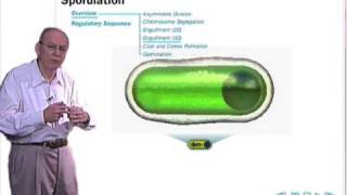 Sporulation in Bacillus subtilis [upl. by Ainahtan828]