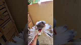 tumblerpigeon حمقلابي حمامشقلاب شقلباز شقلباظ pigeonstv Северокавказские бойные космачи [upl. by Ruhtracm]