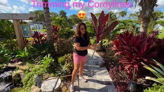 New plants for free How to prune cordyline Ti plants and propagate cuttings [upl. by Zuleika386]