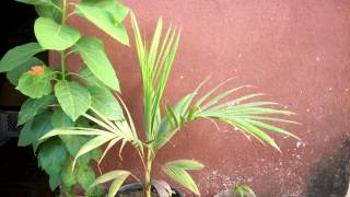 Palm Tree Growing  815 Days Time Lapse 4K [upl. by Rufena]