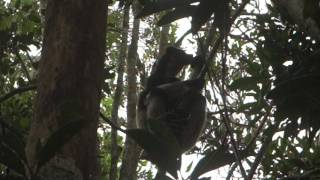 Chant du lémurien indri indri Madgascar [upl. by Nicks]