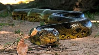 La Anaconda Verde la Reina del Amazonas [upl. by Padraig]