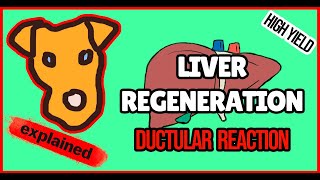 Liver regeneration Ductular reactionCirrhosis progressionregression [upl. by Yedsnil]