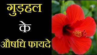 Gudhal Flower Benifits in Hindi  गुड़हल फूल के प्रभावशाली उपाय  गुड़हल के फूल के फायदे और नुकसान [upl. by Giavani484]