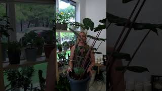 Alocasia Plantas gigantes para el hogar [upl. by Ettelrac520]