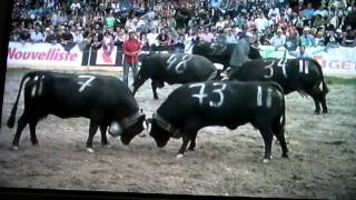 Finale cantonale nationale des combats de Reines 2011 PierreAlain 2 [upl. by Ardis54]