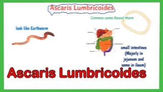 Ascaris lumbricoides  Ascaris lumbricoides life cycle  Laboratory diagnosis  full explained [upl. by Idas]