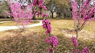 Eastern Redbud Cercis canadensis [upl. by Dibru603]