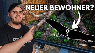 Welches Tier kommt in mein Terrarium [upl. by Carew]