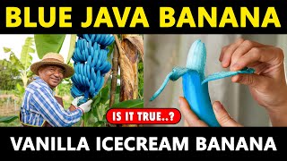 Blue java Banana  Vanilla Ice Cream Banana [upl. by Euphemiah]