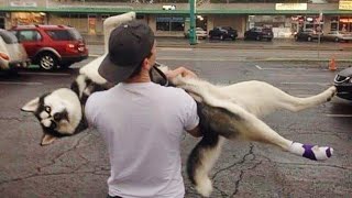 Huskies being dramatic for 10 minutes  FUNNIEST Animals Video [upl. by Feliza]