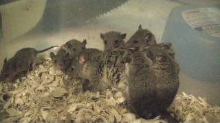 Brazilian Short Tailed Opossum STO Babies 6 Weeks Old [upl. by Waylon]