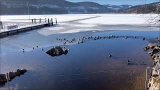 Impressionen Titisee Hochschwarzwald Winter 2022 [upl. by Haroved455]