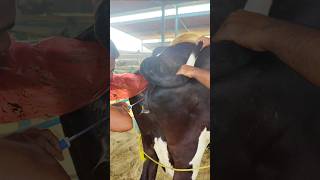 Artificial Insemination ll AI ll reproductive management [upl. by Borrell]