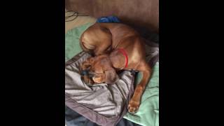 Myoclonic epilepsy in 5 month old Ridgeback [upl. by Iliak]