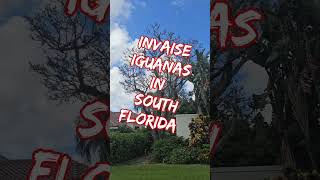 Invasive Iguanas Kill trees in Florida [upl. by Nemzaj]