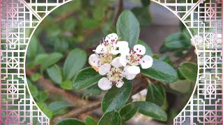 Turning A Cotoneaster From Auchan Into A Bonsai [upl. by Silvers]