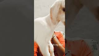 Setta Kara pasanga 🤣😅Emptymind shortvideo loveyourself trendingreels goatlover goat [upl. by Adaner]