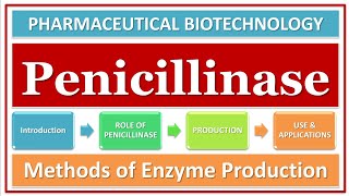 PENICILLINASE ENZYME  βLACTAMASE  ROLE amp FUNCTION  PRODUCTION  ISOLATION  APPLICATION [upl. by Yssirk487]