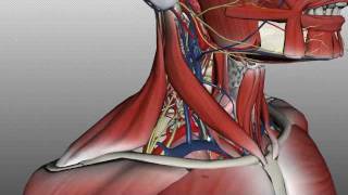 Neck Anatomy  Organisation of the Neck  Part 2 [upl. by Brocklin]