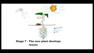 Seed Germination Process [upl. by Airual]