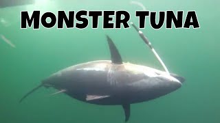 MONSTER TUNA  Giant Bluefin caught in record time in PEI [upl. by Townie]