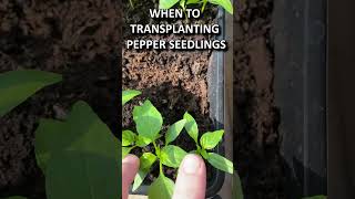 WHEN TO TRANSPLANTING PEPPER SEEDLINGS [upl. by Alemaj170]