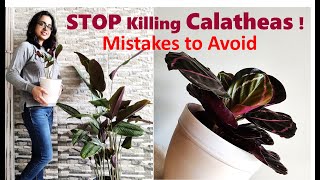 Calathea plant care  Mistakes you should avoid [upl. by Ahseyn895]