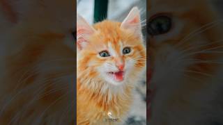 cat🐈cats😽cat videos 😻biraler video🙀meow🐱bhilai😺বিড়ালের ভিডিও 🙀বিলাই😺বিড়াল youtubeshorts shorts yt [upl. by Kerril181]