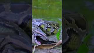 Burmese Python Florida  Unwelcome Guests🐍😱 [upl. by Tien479]