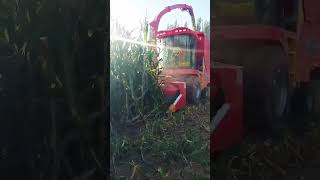 Double disc corn straw harvester Selfpropelled corn stalk cutting machineWheeled feed harvester [upl. by Pazit]