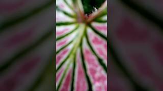 Caladiums 🥰Their color matching 💜️ nature relaxingmusic caladiumlovers caladiums motivation💚💛 [upl. by Leoni]