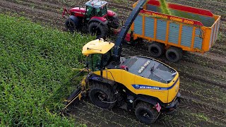 Mais hakselen XL  Maishäckseln  Chopping corn  New Holland FR 920  Massey Ferguson  2024 [upl. by Aronek]