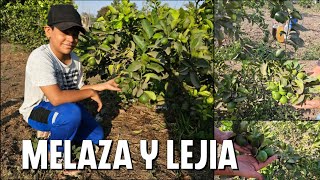 Como obtener cientos de LIMONES grandes Usando MELAZA Y LEJIA [upl. by Groot]