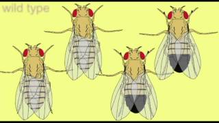 GENETICS Drosophila MUTANTS [upl. by Beebe]