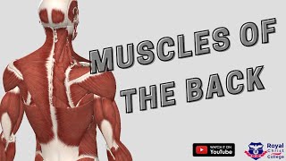 Muscles of the Back Superficial amp Deep Muscles  Anatomy 3D Anatomy made easy [upl. by Armmat25]