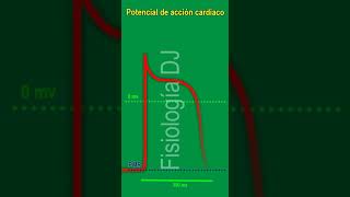 Potencial de acción cardíaco  Potencial de acción cardíaco fisiología [upl. by Yrallih]