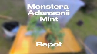 Monstera Adansonii Mint Repot  Plants With Jules🌱 [upl. by Sarah]