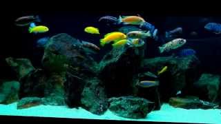 NEW CAMERA WOW Mbuna Aquarium  Panasonic V510 [upl. by Osterhus]