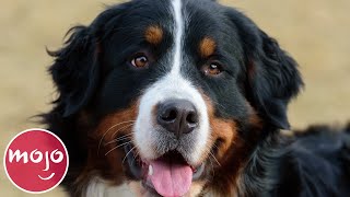 Top 10 Best Dog Breeds for Your First Dog [upl. by Savart]