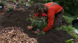 Planting a Rose From a Container [upl. by Ettelohcin247]