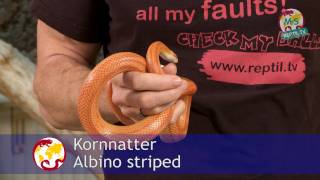 ReptilTV  Folge 38  Kornnattern Basics  Teil 1  Haltung [upl. by Luelle810]