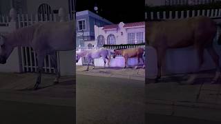 Vieques Puerto Rico Wild Horses Roam through town [upl. by Tobe766]