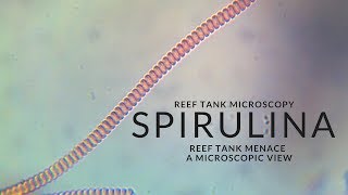 Reef Tank Microscopy  Spirulina [upl. by Slerahc5]