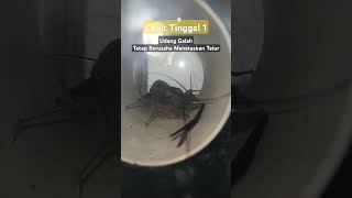 Capit udang galah tinggal 1 tetap berusaha menetaskan telurnya lobsterairtawar budidayaudanggalah [upl. by Hjerpe]